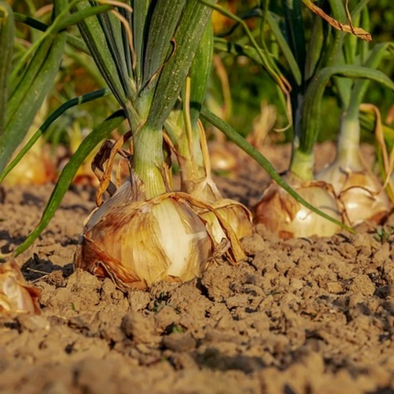 onion-3540502640 onion-3540502640