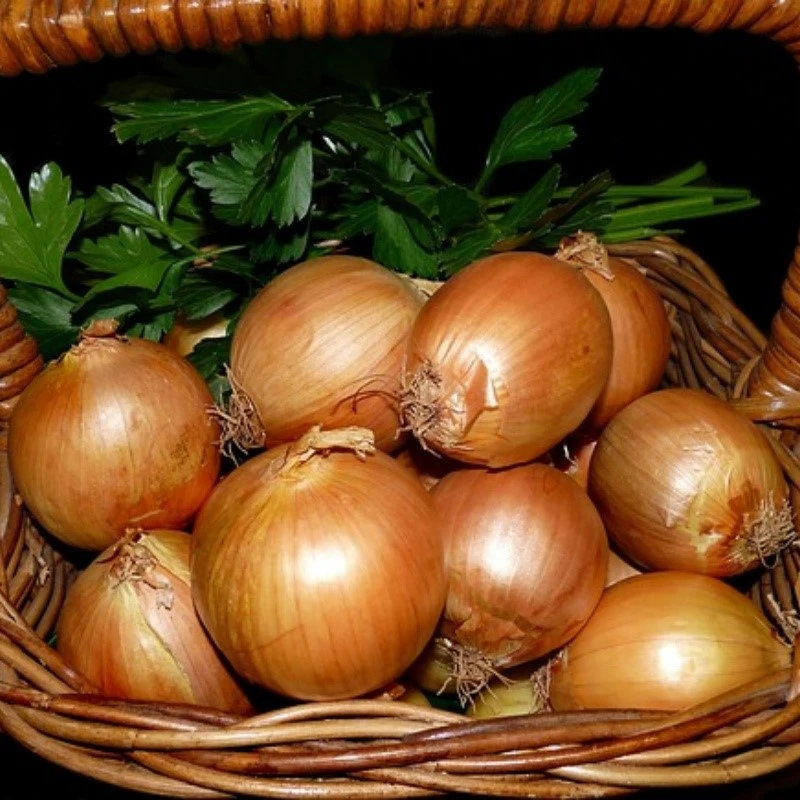 onions-3604618640 onions-3604618640