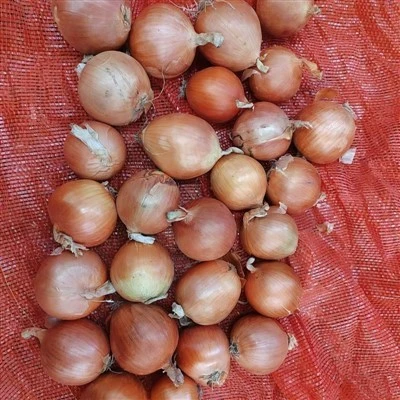 7-9cm Yellow Onion